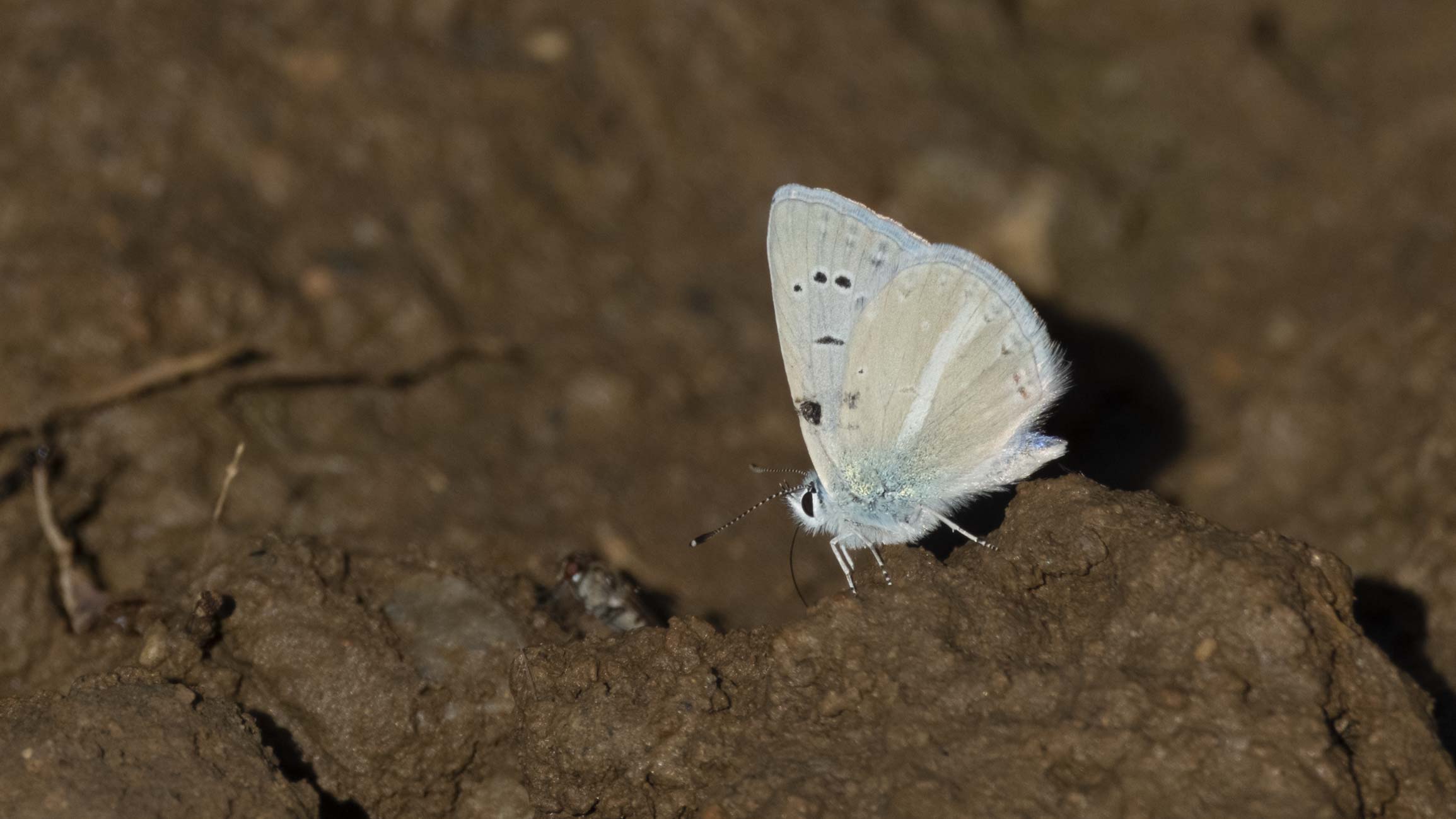 MALATYA'NIN KELEBEKLERİ — Ana fotoğraf