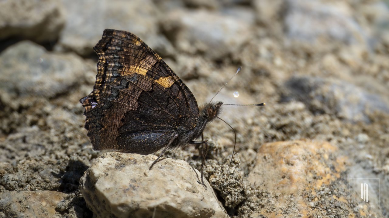 Arazi fotoğrafı