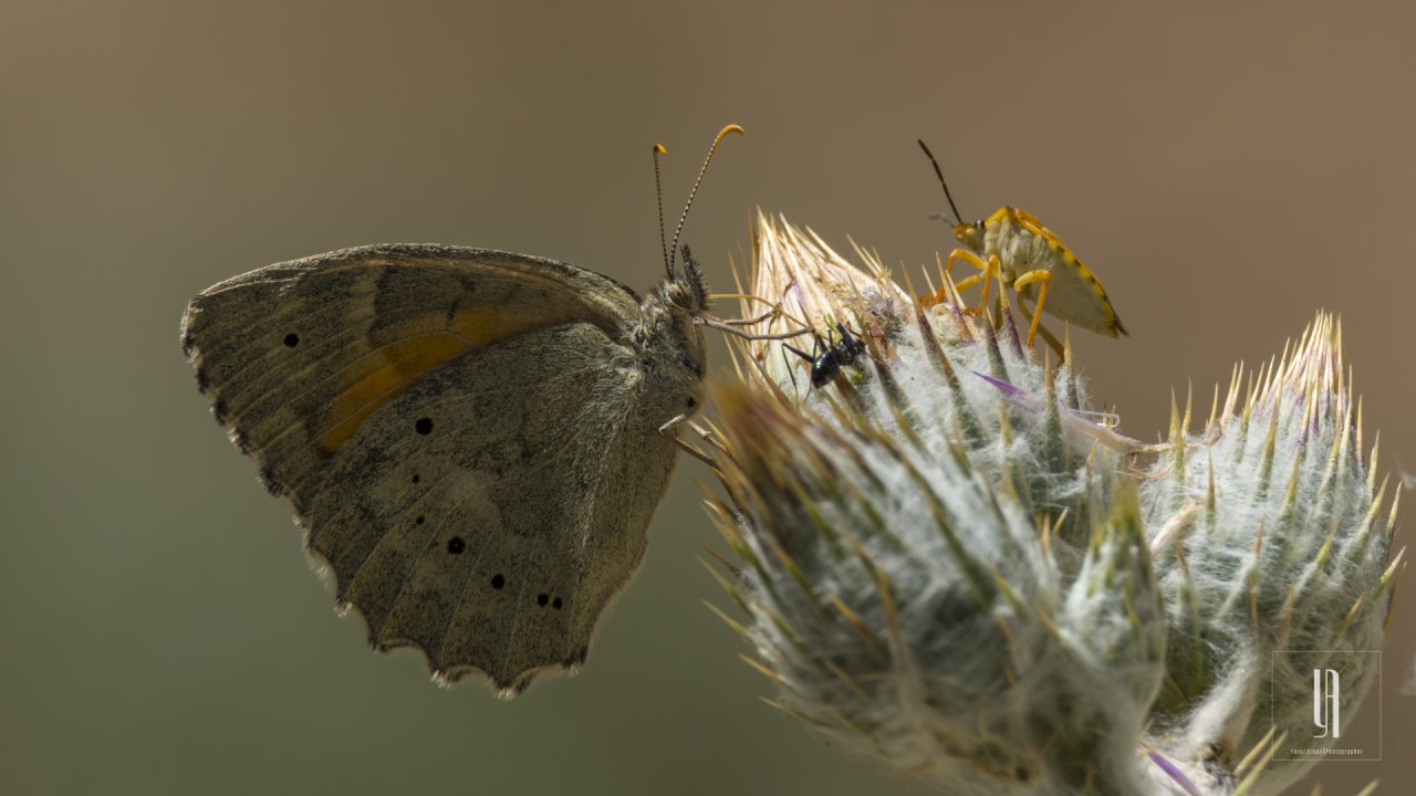 Arazi fotoğrafı