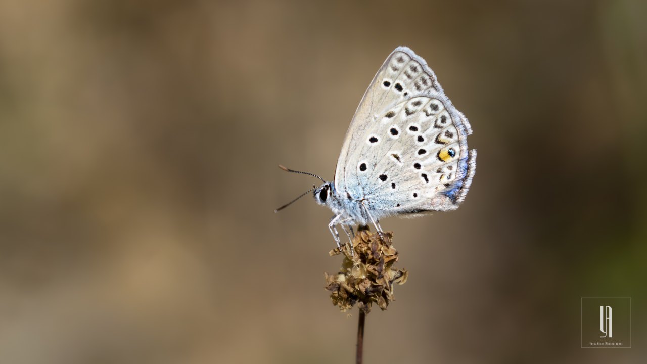 Arazi fotoğrafı
