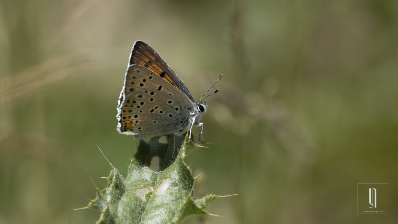 Arazi fotoğrafı