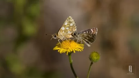 Kızıl Zıpzıp