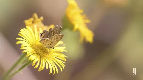 MALATYA'NIN KELEBEKLERİ