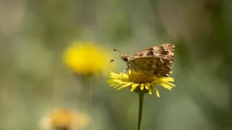 Hatmi Zıpzıpı