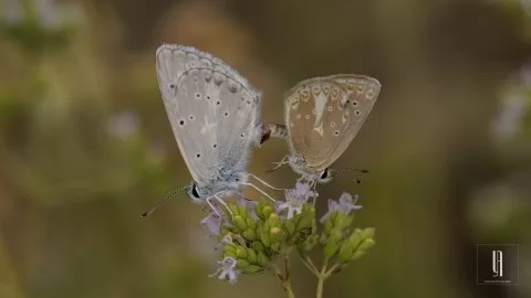 Kelimeler çoğaldıkça mana azalır; oysa tabiat en derin sırlarını hep sükûtla söyler.