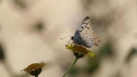Benekli Bakır Güzeli