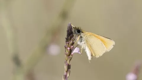 Sarı Antenli Zıpzıp