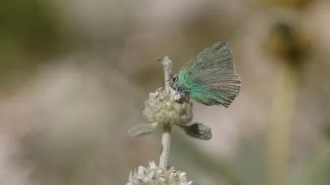 Zümrüt