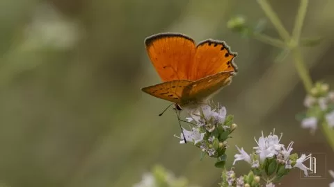 Kanatlarında Gün Batımı...