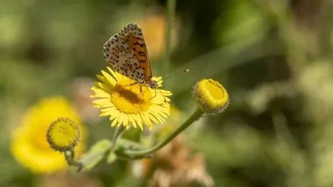 Benekli İparhan