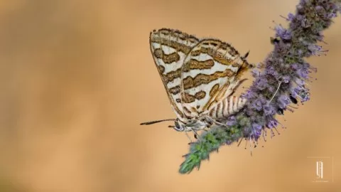 Sitemiz Hayırlı Olsun