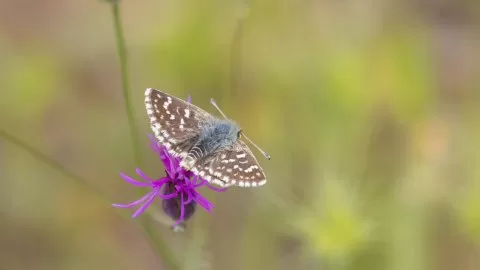 Kızıl Zıpzıp