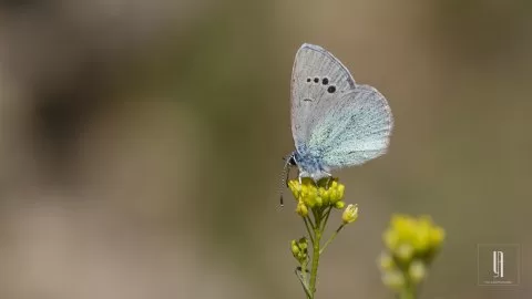 Karagöz Mavisi