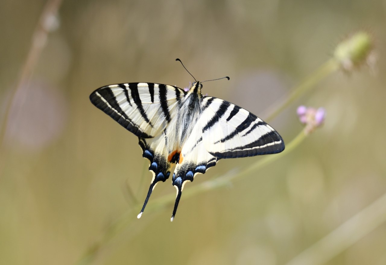 Arazi fotoğrafı