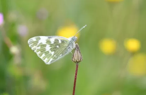 Yeni Beneklimelek