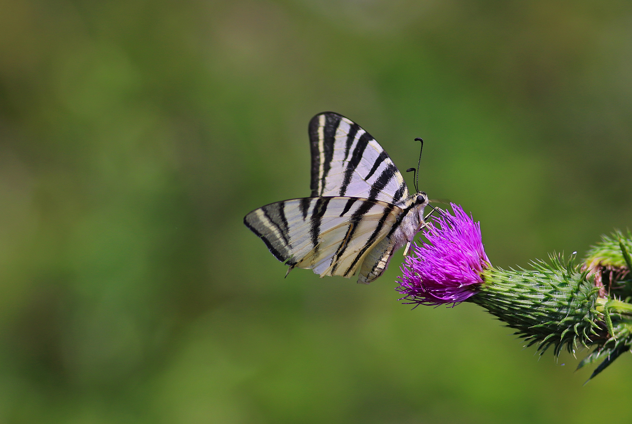 Erik Kırlangıçkuyruğu
