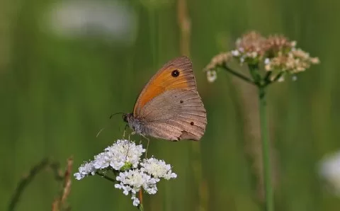 Çayır Esmeri