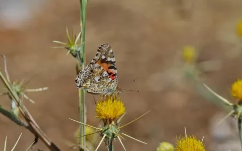Diken Kelebeği