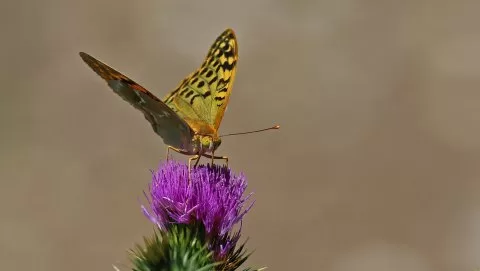 Bahadır