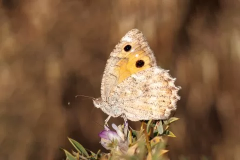 Levantin Yalancıcadısı