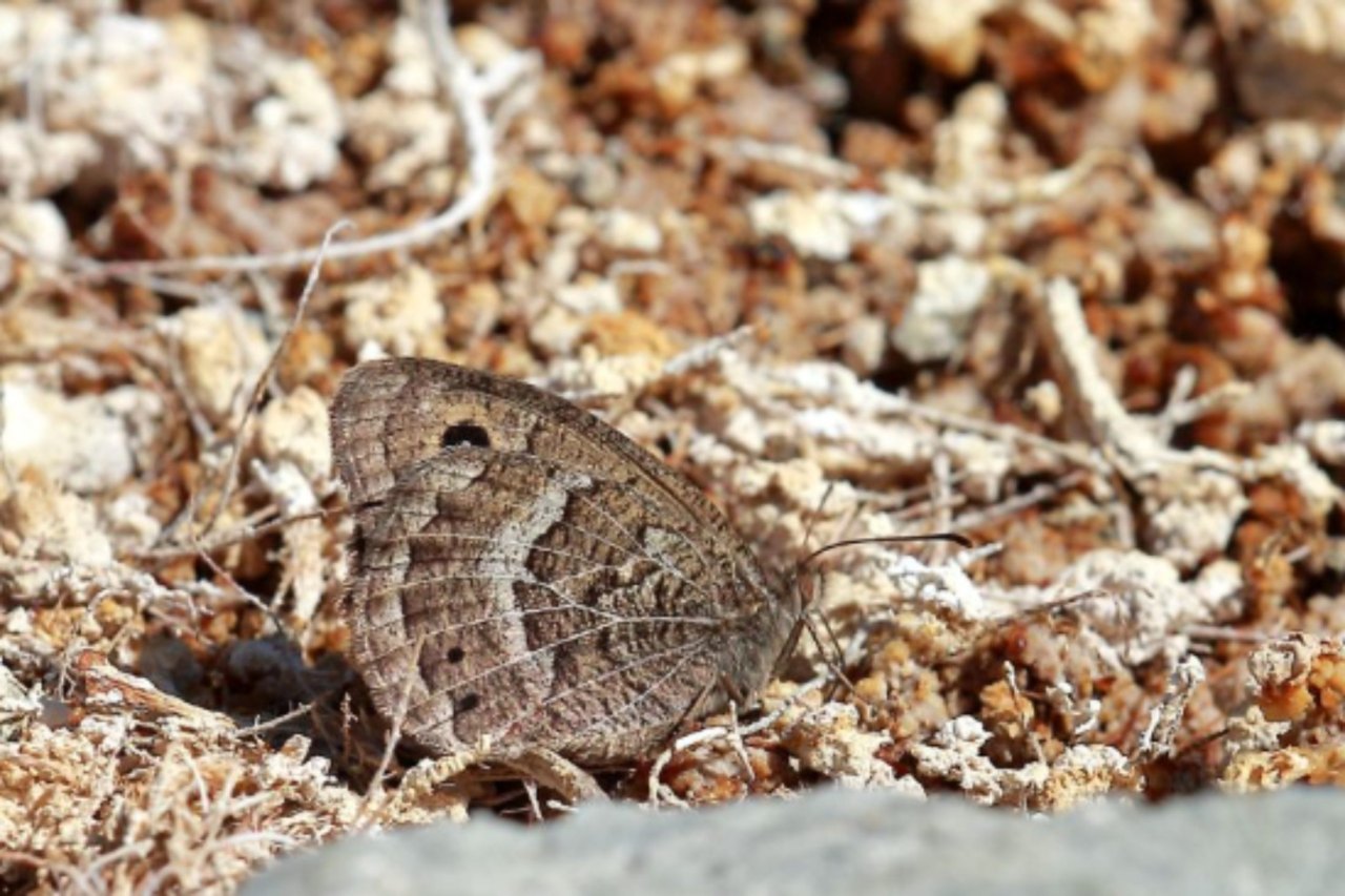 Arazi fotoğrafı