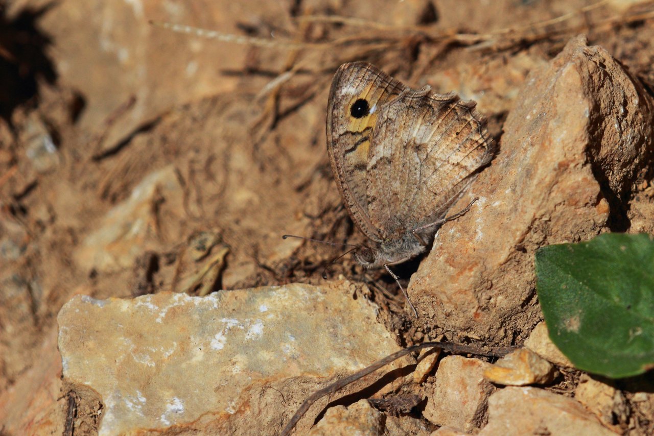Arazi fotoğrafı