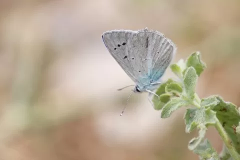 Lacivert Anadolu Çokgözlüsü