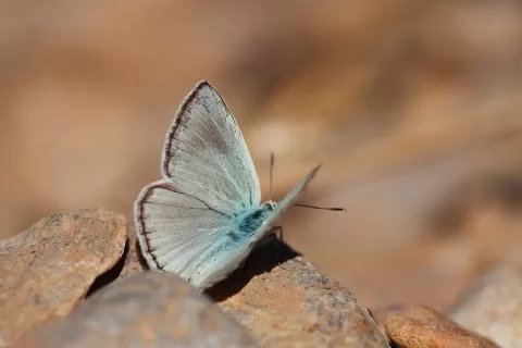 Hopfer'in Çokgözlüsü