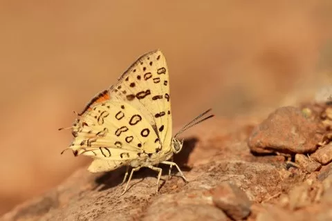 Uygur Şeytancığı