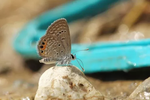 Mücevher Kelebeği