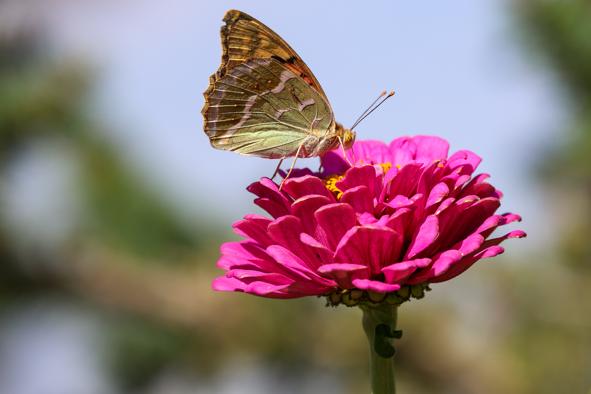 Argynnis pandora