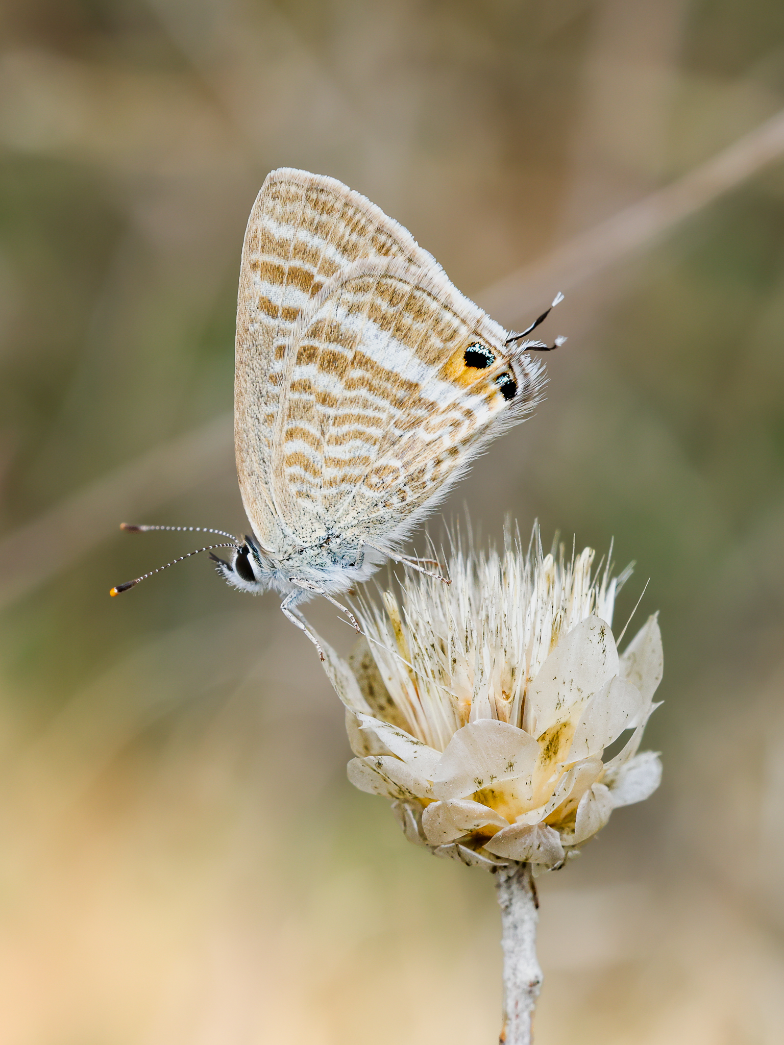 Lampides boeticus