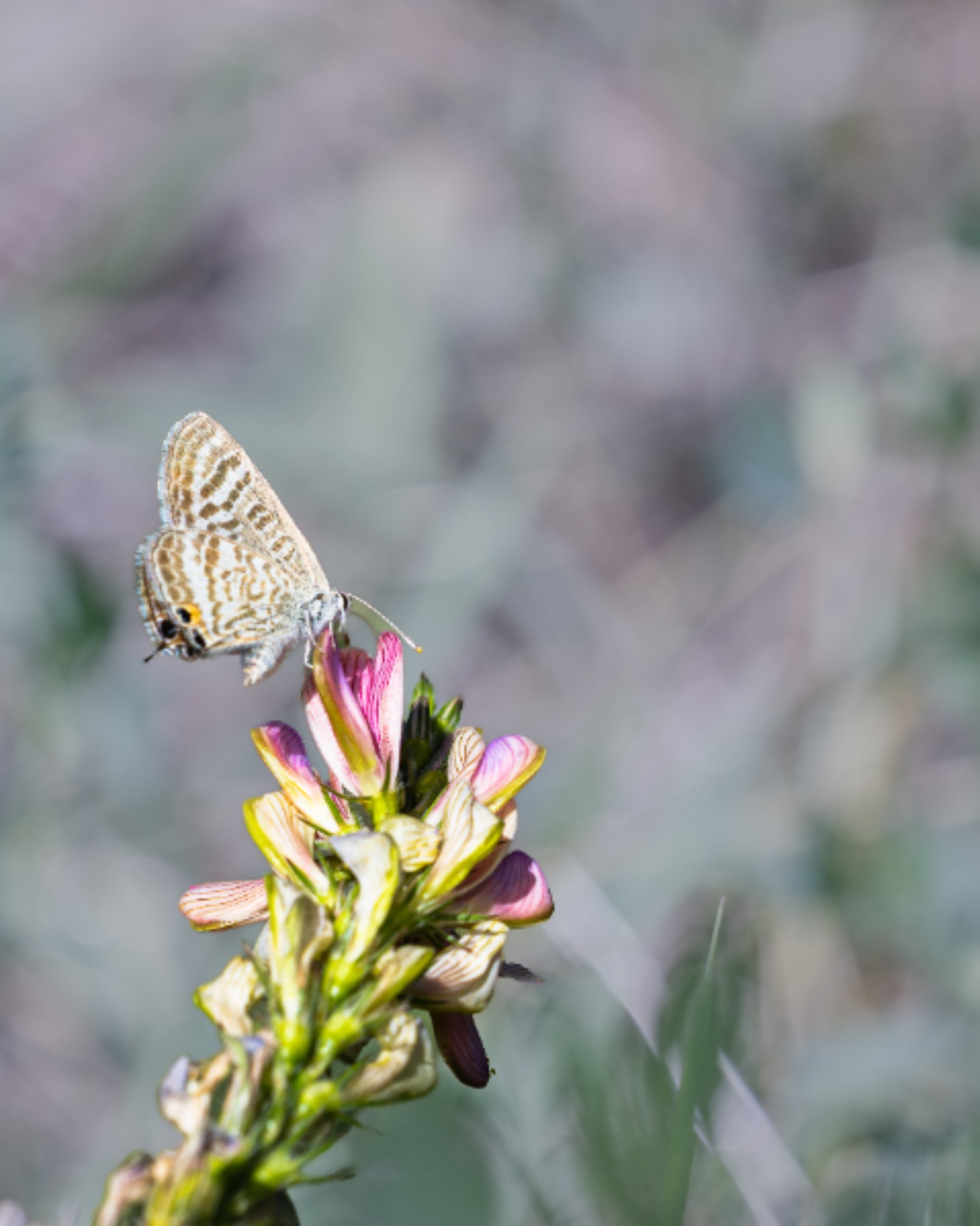 Lampides boeticus