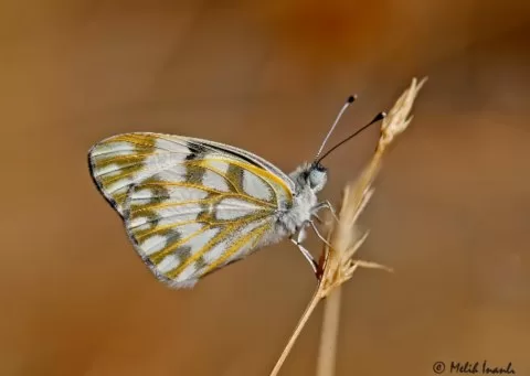 Siirt Beneklimeleği