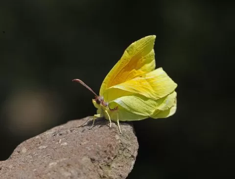 Kleopatra