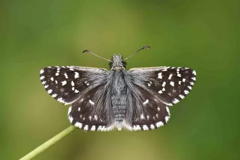 Ebegümeci Zıpzıpı