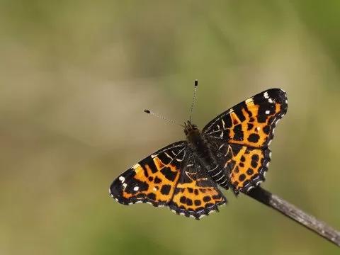 Isırgan Kelebeği