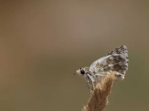 Acem Zıpzıpı