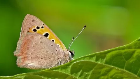 Benekli Bakır Güzeli