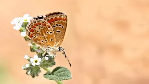 Çokgözlü Esmer