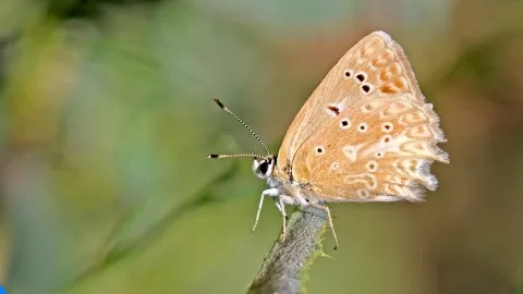 Renkli Hayatlar