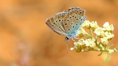 Anadolu Esmergözü