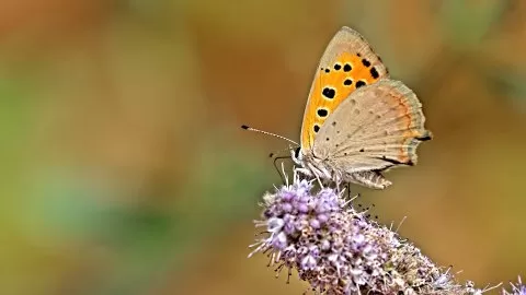 Benekli Bakır Güzeli