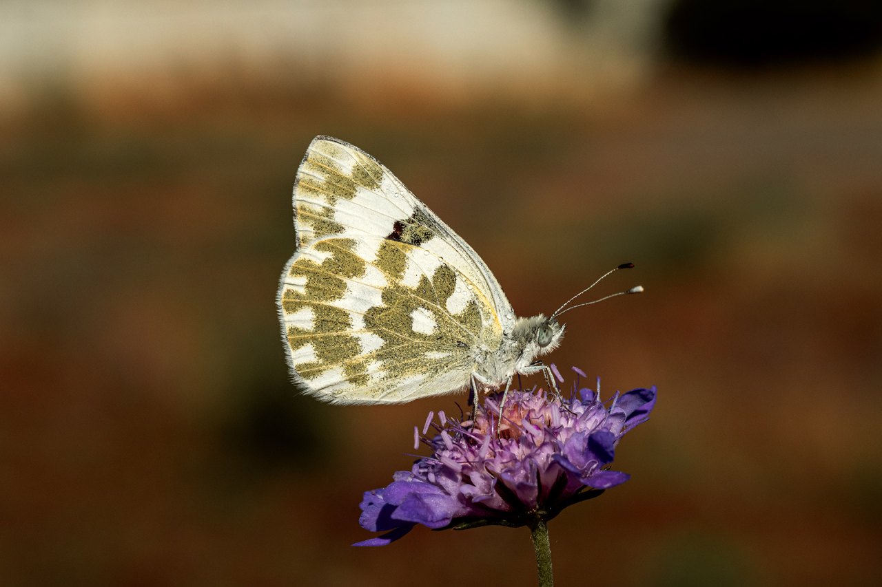 Arazi fotoğrafı