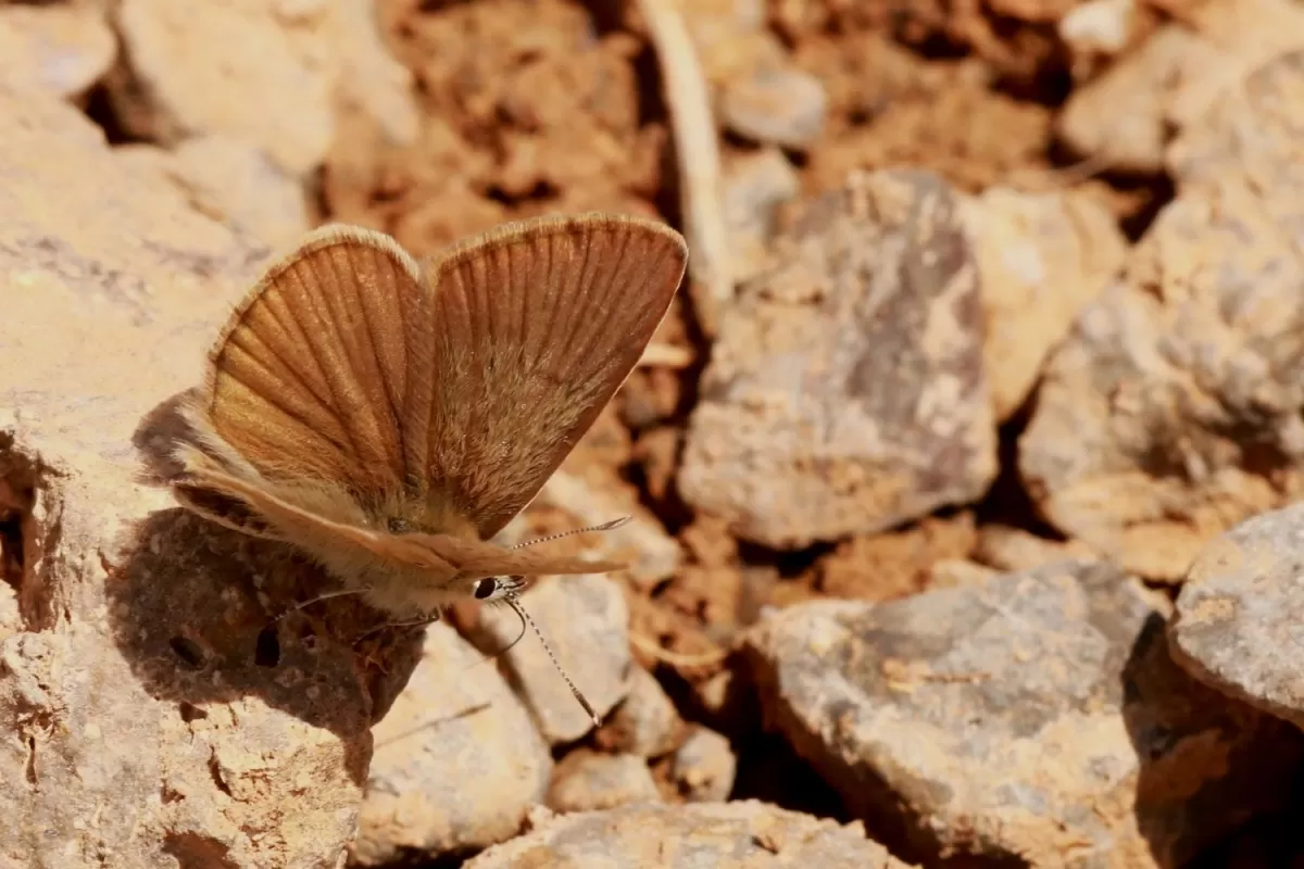 Bu kahverengi agronon türü ne olabilir? — Detay 1