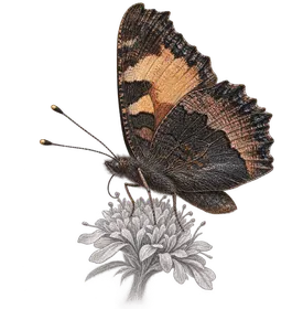 Aglais — kanat altı
