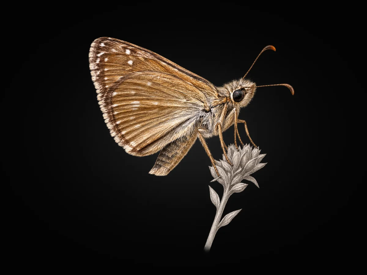 Paslı Zıpzıp - Kanat altı · Ventral