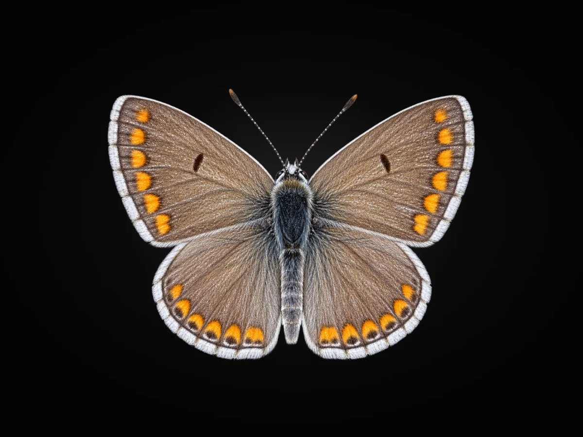 Çokgözlü Esmer - Kanat üstü · Dorsal