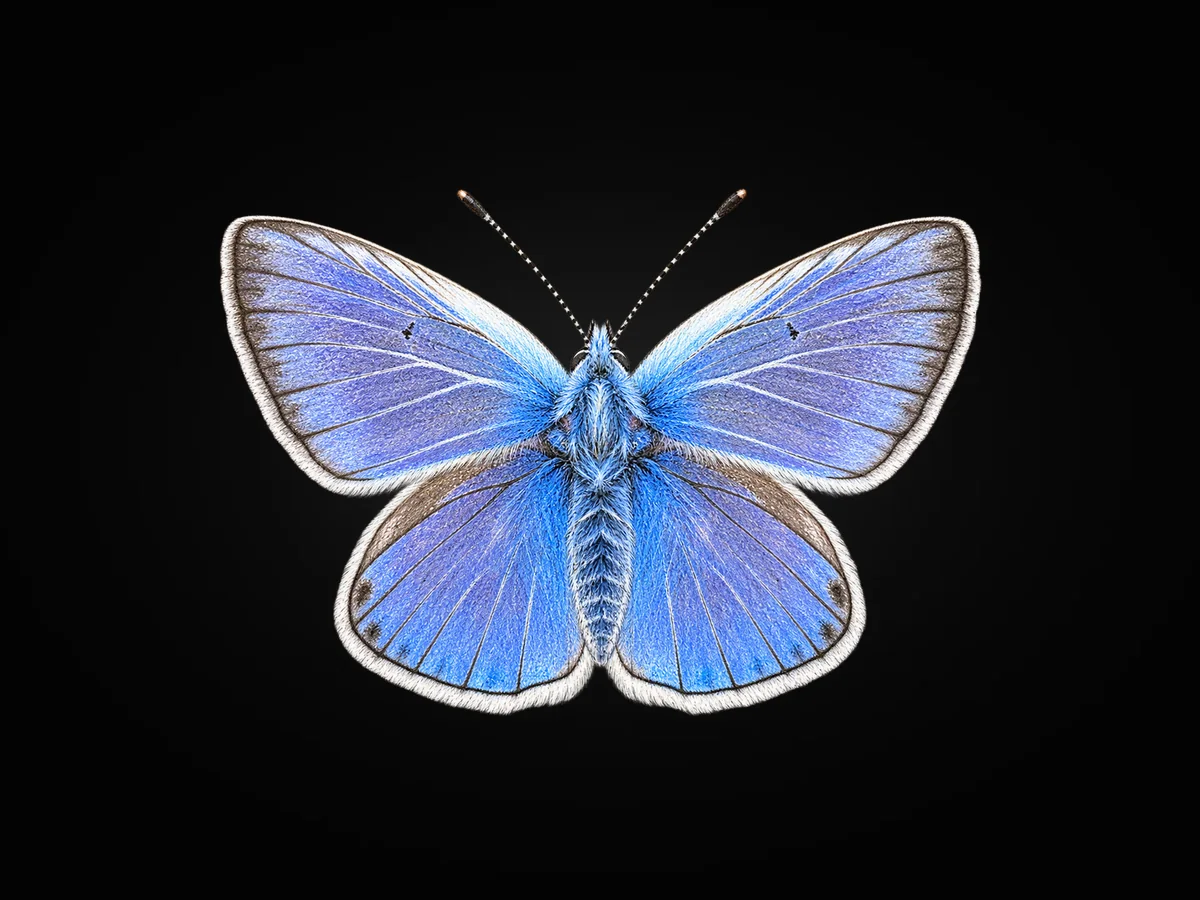 Çokgözlü Amanda - Kanat üstü · Dorsal