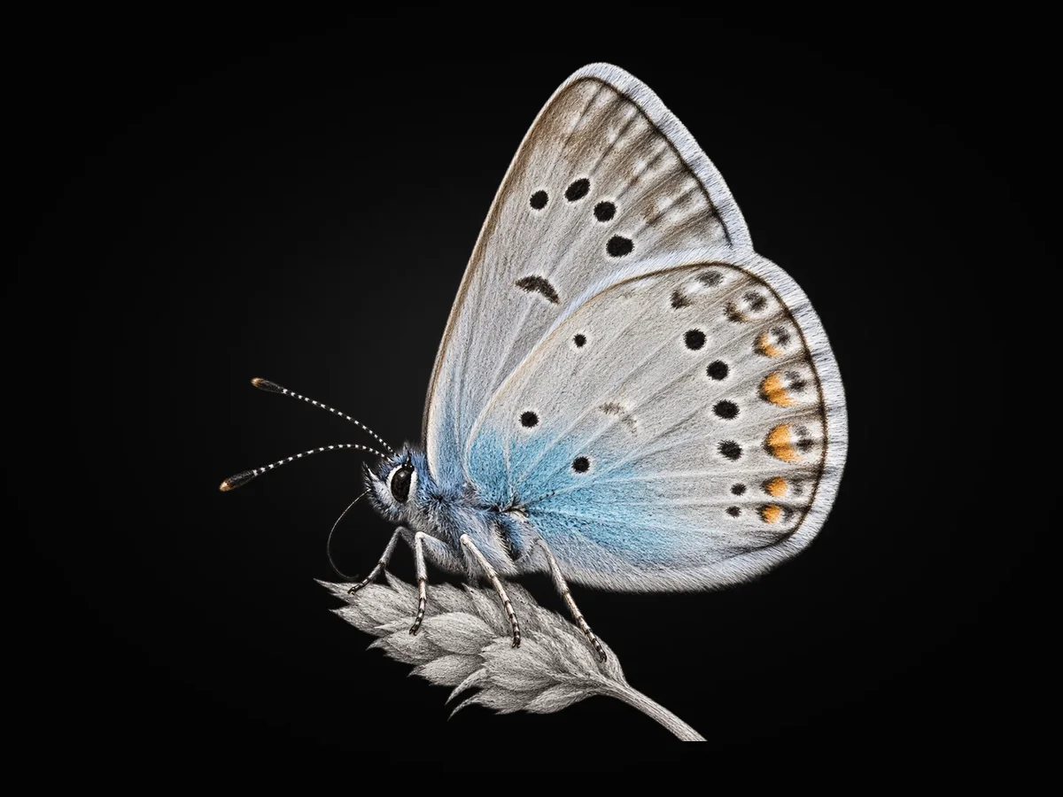 Çokgözlü Amanda - Kanat altı · Ventral